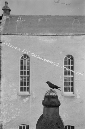 JACKDAW ON CHIMNEY POT